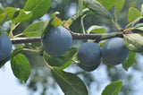 Damson