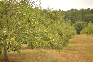 Planning and Planting the Home Orchard