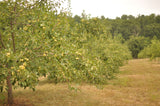 Planning and Planting the Home Orchard