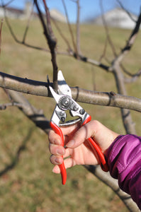 Pruning Workshop