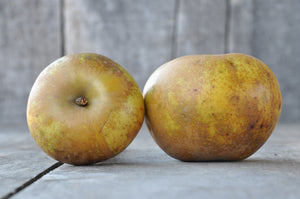 Roxbury Russet