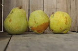 Burford Pear